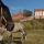Gniew Castle