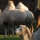 The bactrian camels