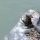 A grey seal