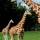 The giraffes