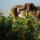 The Gibraltar barbary macaques