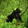 A gorilla in Lego Safari