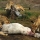The lions in the Givskud ZOO