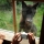 A wolf in the Givskud ZOO