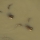 The frogs
