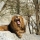 A lion