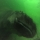 A hippopotamus