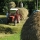 The harvest in Romania